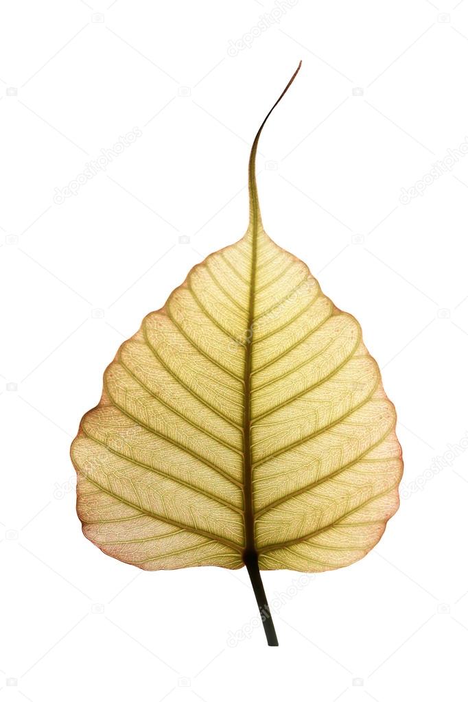 Heart Shaped Peepal Or Pipal Tree Leaf Isolated On White With Cl Stock Photo C Smarnad 31902543