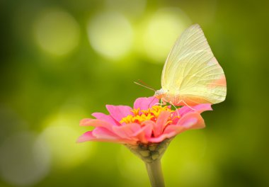 güzel bir bahar gününde pembe zinnia çiçeği beyaz kelebeği