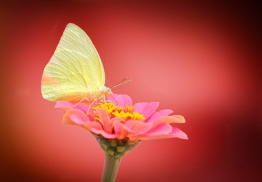 Güzel ve sevimli beyaz kelebek üzerinde pembe zinnia çiçeği bir yaz