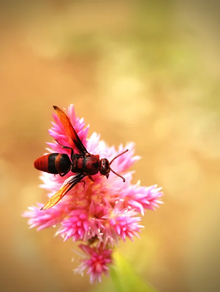 Güzel pembe flowe dolu bir alanda çiçek pollinating bal arısı — Stok fotoğraf