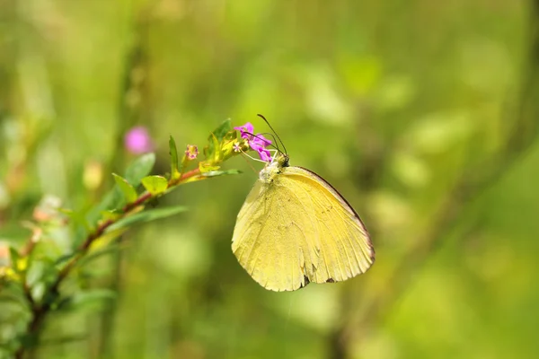 Mantequilla de hierba grande amarilla o de hierba común amarilla (Eurema hecabe) — Foto de Stock