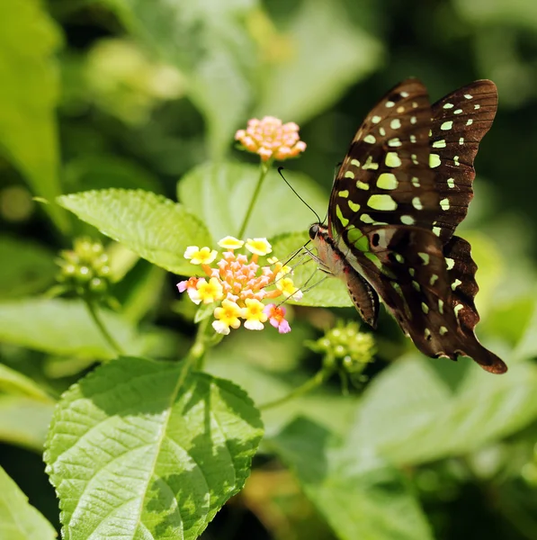 Krásná obří otakárek nebo vápno otakárek butterfly na l — Stock fotografie
