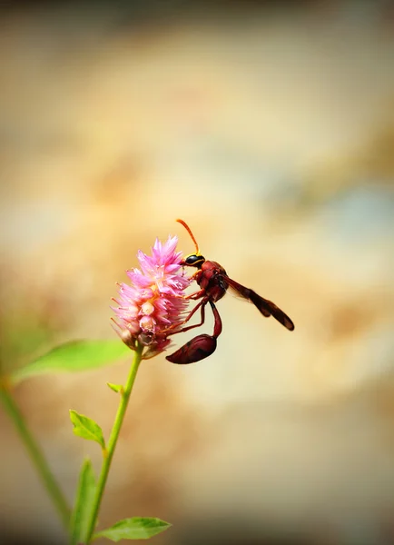 Καφέ σφήκα αναζητούν νέκταρ σε ένα ροζ λουλούδι σε έναν κήπο. — Φωτογραφία Αρχείου