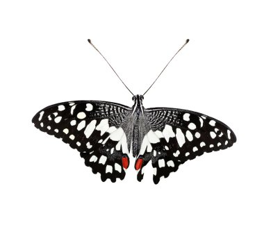 izole güzel ortak kireç kelebek veya kireç swallowtail