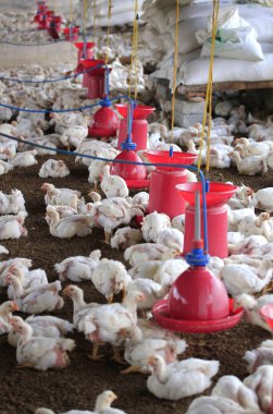tavuk çiftliği genç beyaz tavuk eti için yetiştirilen