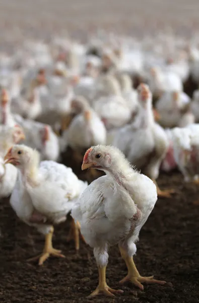 Jonge witte kip kijken camera in een kippenboerderij pluimvee. — Stockfoto