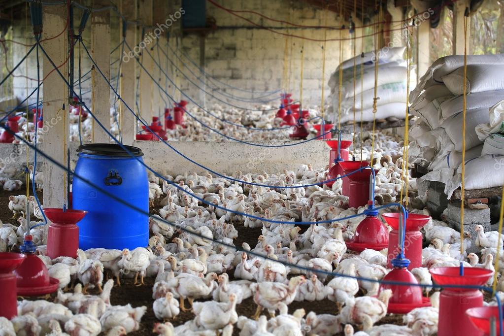 Rural poultry farm with young white chicks bred for chicken meat