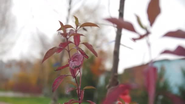 秋の公園の極端な近景で 赤い葉を持つブッシュの小枝は ぼやけた背景に光の風によって振れた 季節の変化 — ストック動画