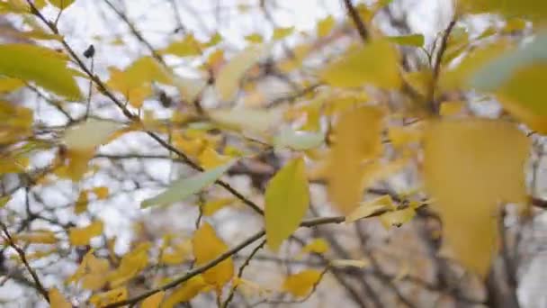 Ramas Árboles Delgados Con Hojas Verdes Amarillas Parque Otoño Vista — Vídeos de Stock