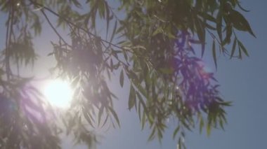 Mavi gökyüzünün altında uzun ince yaprakları olan söğüt dalları. Parlayan güneş açısı düşük. Doğal ekosistemde vahşi bitki örtüsü