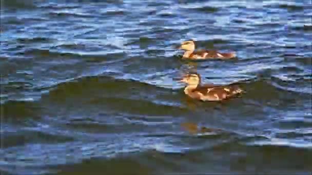 Αστεία Μικρά Παπάκια Κολυμπούν Λίμνη Κυματίζοντας Νερό Την Ηλιόλουστη Μέρα — Αρχείο Βίντεο