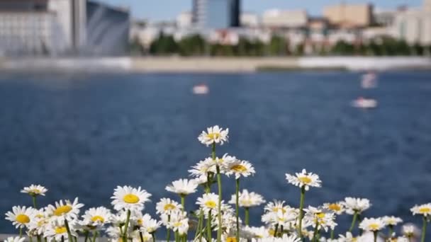 Kvetoucí Heřmánky Proti Velké Klidné Řece Moderním Městě Detailní Pěstované — Stock video