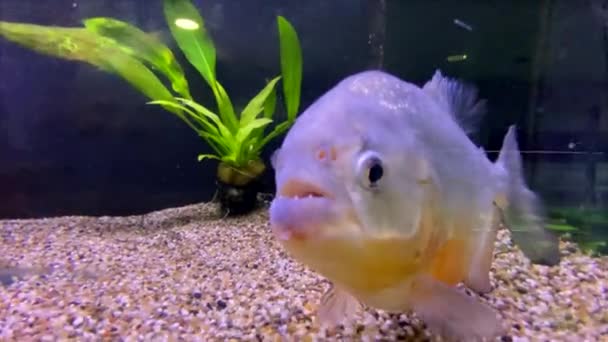 靠近点红腹食人鱼在水族馆游泳 — 图库视频影像
