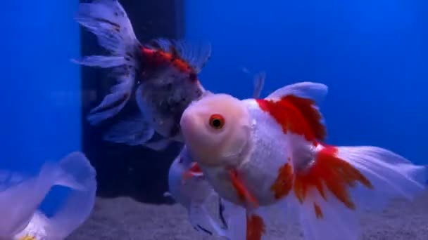 Groupe Poissons Rouges Colorés Nageant Dans Aquarium — Video