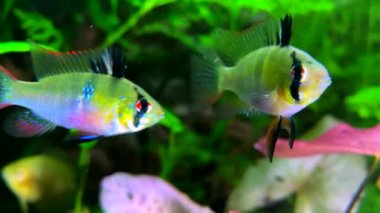 Mikrogeofagus ramirezi. Akvaryumda diğer balıklarla birlikte Cichlid Kelebeği. Egzotik tropikal akvaryum balığı. Apistogramma ramirez