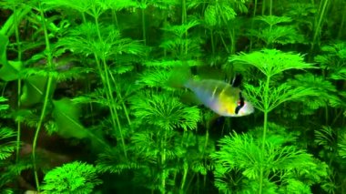 Mikrogeofagus ramirezi. Akvaryumda diğer balıklarla birlikte Cichlid Kelebeği. Egzotik tropikal akvaryum balığı. Apistogramma ramirez