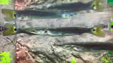 Mızrak küçük balık avlar. Gümüş turna balığı suyun altında yüzer ve küçük balık yer. 