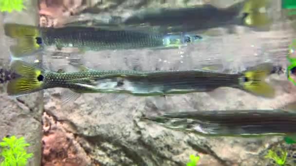 派克猎杀小鱼 银色的梭鱼在水面下游动 吃着小鱼 — 图库视频影像