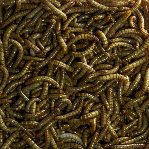 エキゾチックな動物のためのトップビューの飼料ワーム 食事用ワームは カブトムシの幼虫のための一般的な名前です — ストック写真
