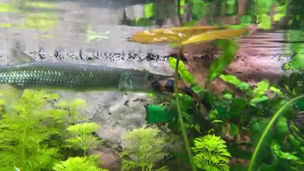 Los Lucios Cazan Peces Pequeños Lucio Plata Nada Bajo Superficie — Vídeo de stock