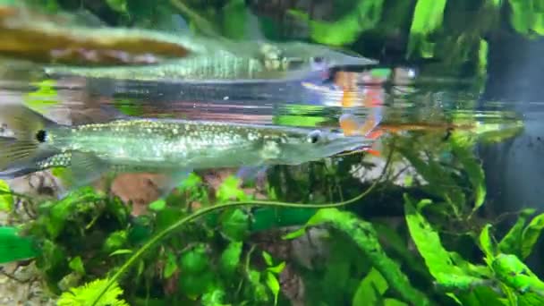 Pikes Jaagt Kleine Vissen Zilveren Snoeken Zwemmen Onder Het Wateroppervlak — Stockvideo