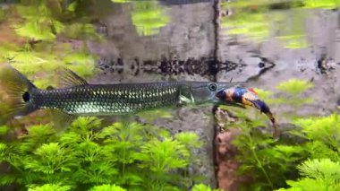 Ike Ctenolucius Hujeta küçük balıkları avlar. Hujeta Gar Balığı suyun altında yüzer. Seçici odak