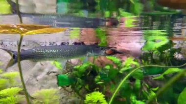 Ike Ctenolucius Hujeta küçük balıkları avlar. Hujeta Gar Balığı suyun altında yüzer. Seçici odak