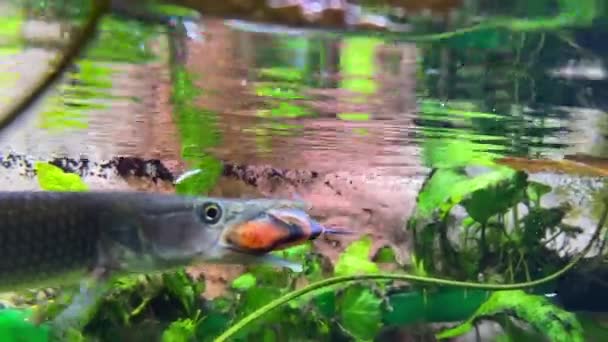 Ike Ctenolucius Hujeta Hunts Small Fish Hujeta Gar Fish Swims — Vídeo de Stock