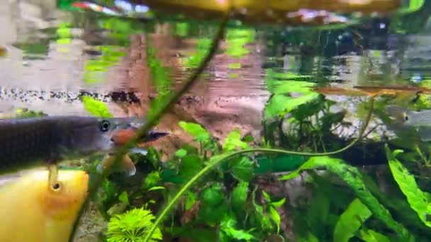 ケントゥルキウス フジェタのように小さな魚を狩る Hujetaガス魚の水の表面の下で泳ぐ 選択的焦点 — ストック動画