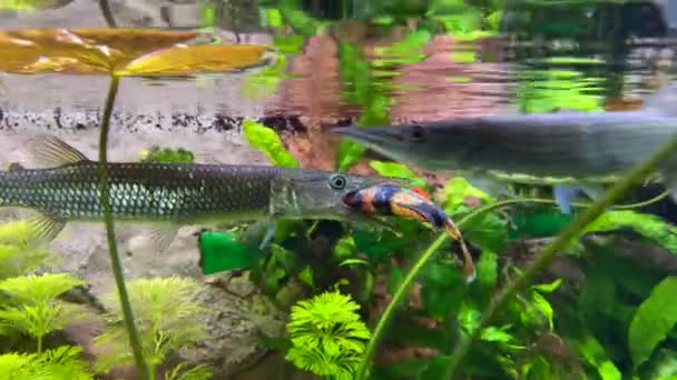 ケントゥルキウス フジェタのように小さな魚を狩る Hujetaガス魚の水の表面の下で泳ぐ 選択的焦点 — ストック動画