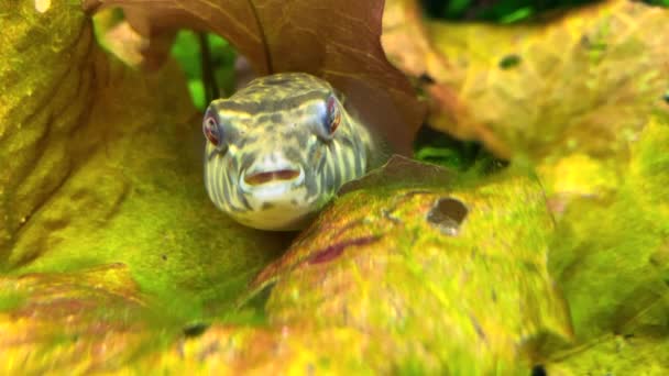 Pufferfish Pomalu Plave Mezi Listy Rostlin Nafoukaná Ryba Černými Skvrnami — Stock video