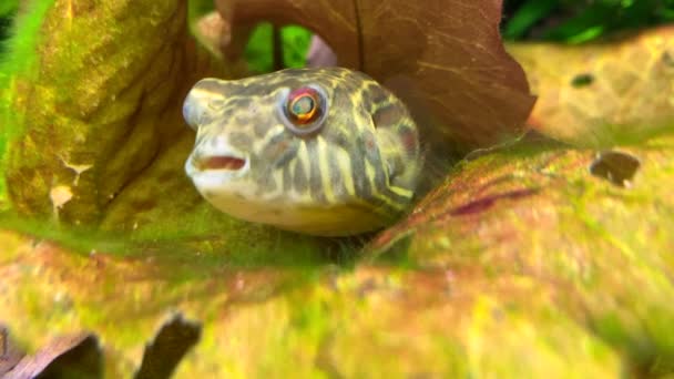Pufferfish Pomalu Plave Mezi Listy Rostlin Nafoukaná Ryba Černými Skvrnami — Stock video