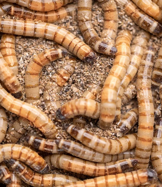 Gruppo Vermi Zophobas Morio Ripresa Ravvicinata Worms Focus Selettivo — Foto Stock