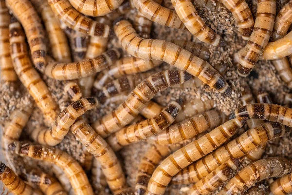 Groupe Vers Zophobas Morio Gros Plan Sur Worms Concentration Sélective — Photo