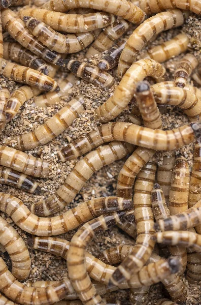 Groupe Vers Zophobas Morio Gros Plan Sur Worms Concentration Sélective — Photo