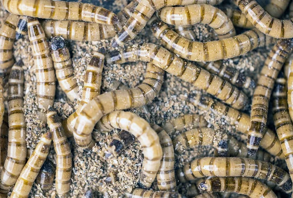 Grupo Vermes Zophobas Morio Feche Tiroteio Worms Foco Seletivo — Fotografia de Stock