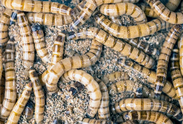 Bir Grup Solucan Zophobas Morio Worms Yakın Çekim Seçici Odak - Stok İmaj