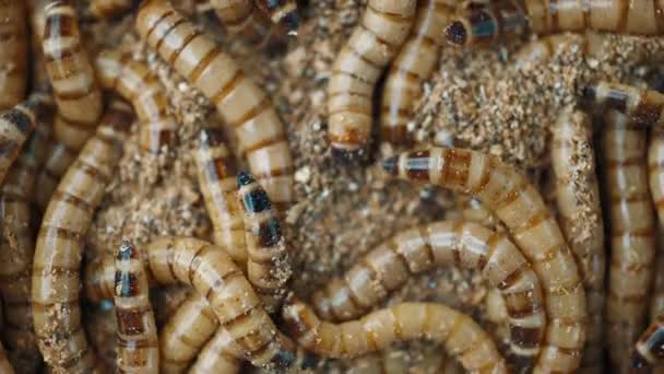 Grupo Vermes Zophobas Morio Fechar Tiroteio Worms — Vídeo de Stock