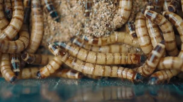 Group Worms Zophobas Morio Close Shooting Worms — Stock Video