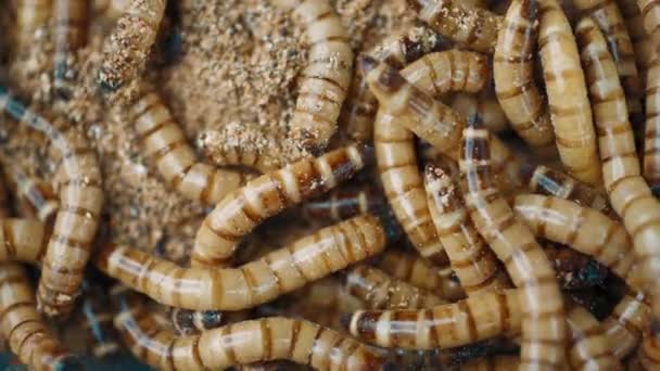 Group Worms Zophobas Morio Close Shooting Worms — Stock Video