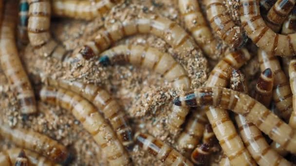 Gruppe Von Würmern Zophobas Morio Nahaufnahme Von Worms — Stockvideo