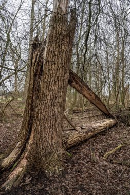 Kasırganın sonuçları. Fırtınadan sonra ağaçların gövdesi devrildi.. 