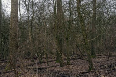 Kırık ağaçlı orman. Devrilmiş ağaç. Çalılıklar.