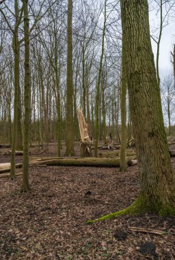 Kasırganın sonuçları. Fırtınadan sonra ağaçların gövdesi devrildi.. 