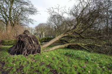 Fırtına hasarı. Evin yakınında bir fırtına tarafından kırılmış bir ağaç yatıyor. Kökleri sökülmüş, devrilmiş ağaçlar.