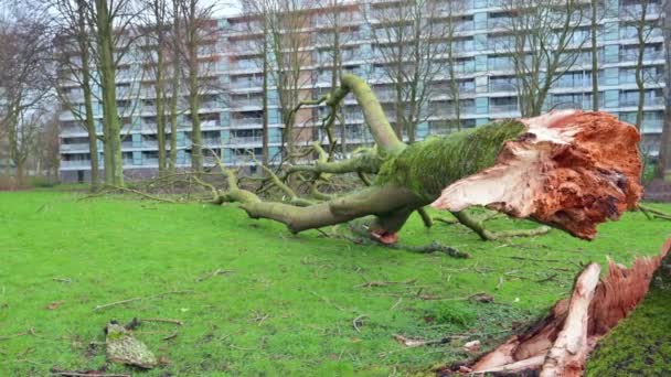 Danos Tempestade Uma Árvore Quebrada Por Uma Tempestade Fica Perto — Vídeo de Stock