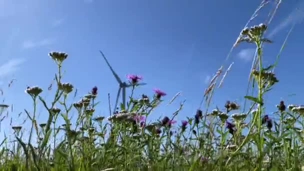 Wildblumen Wiegen Sich Wind Vor Der Kulisse Einer Windkraftanlage — Stockvideo