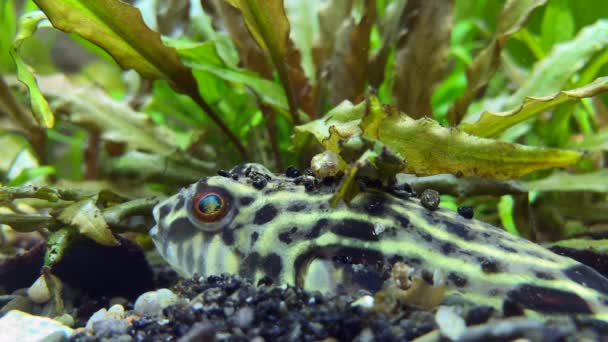 Puffer Lies Bottom Camouflaged Rocks Slowly Moves Its Eyes Search — Stockvideo