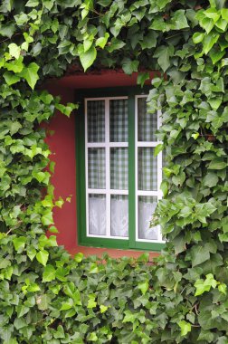 pencere yeşil yapraklar