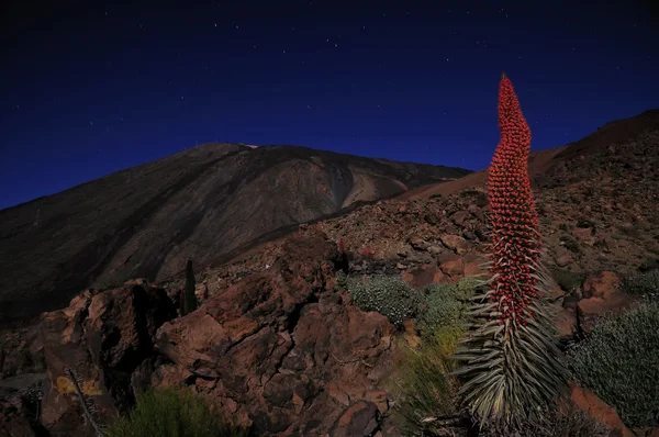 Tajinaste rojo, Echium wildpretii at night in Teide, Tenerife — Stock Photo, Image